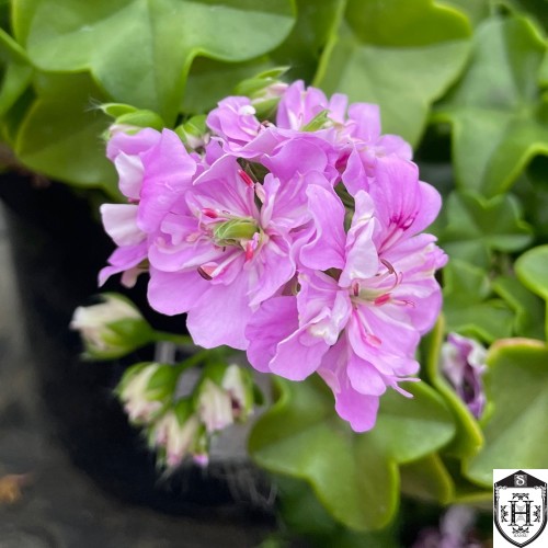 Pelargonium 'Green Goddess' - Pelargoon 'Green Goddess'